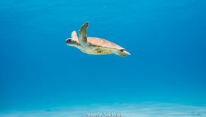 Ontdek de mooie en bekende onderwaterwereld van Bonaire