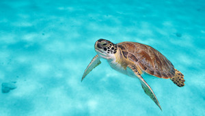Turtle