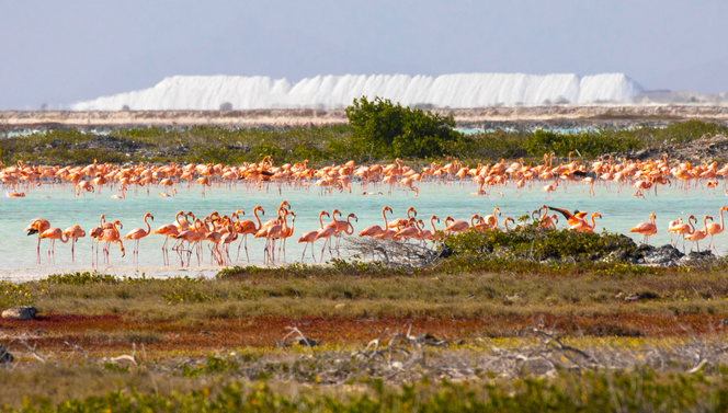 Salt pans Plaza Beach & Dive Resort Bonaire