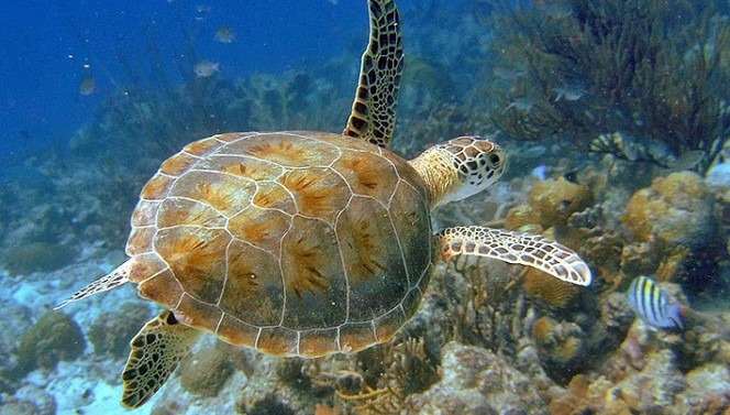 Watersport Arrangement - Plaza Beach & Dive Resort Bonaire