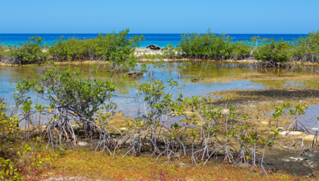 Mangroves