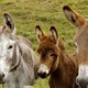 Donkey sanctuary